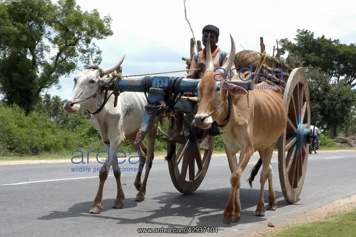  : Ox Cart, India