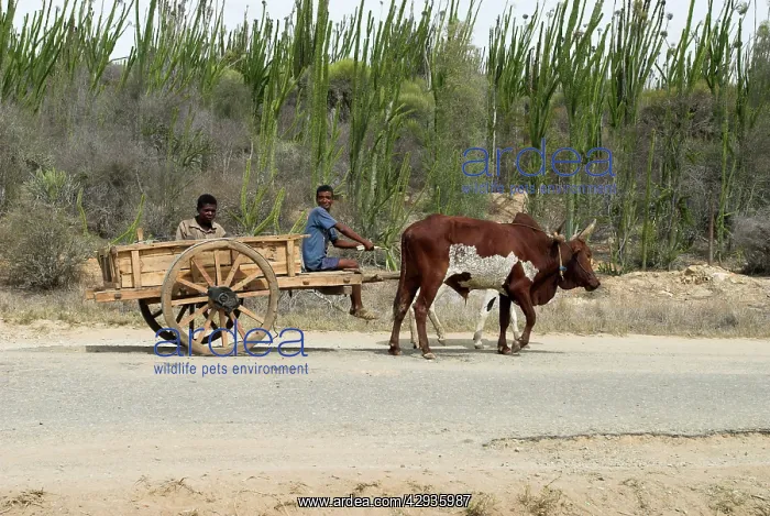 : Ox cart on road near spiney forest in the south : Ox cart on road near spiney forest in the south