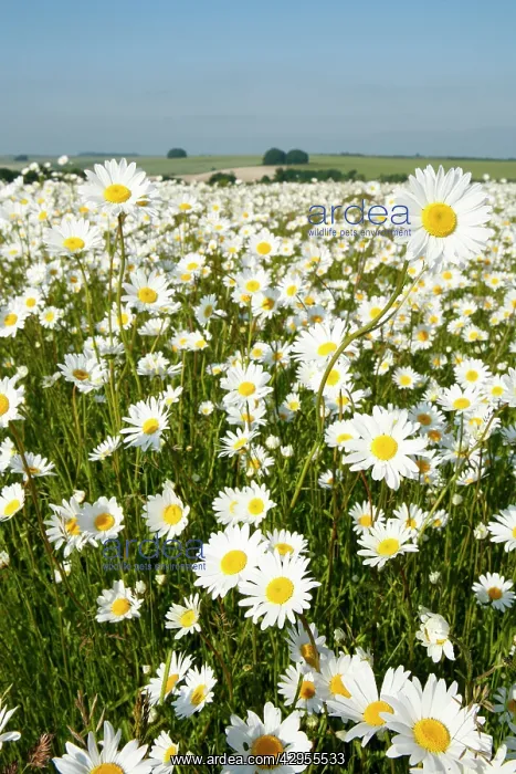 : Ox-Eye Daisies - every one of this huge mass of : Ox-Eye Daisies - every one of this huge mass of