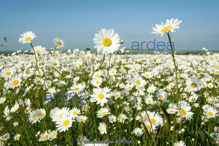 : Ox-Eye Daisies - every one of this huge mass of : Ox-Eye Daisies - every one of this huge mass of
