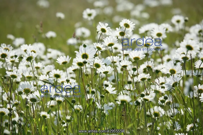 : Ox-Eye Daisies - every one of this huge mass of : Ox-Eye Daisies - every one of this huge mass of