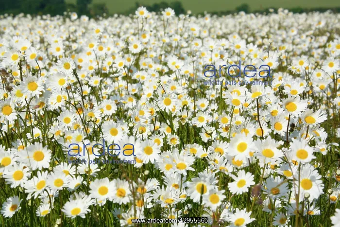 : Ox-Eye Daisies - every one of this huge mass of : Ox-Eye Daisies - every one of this huge mass of