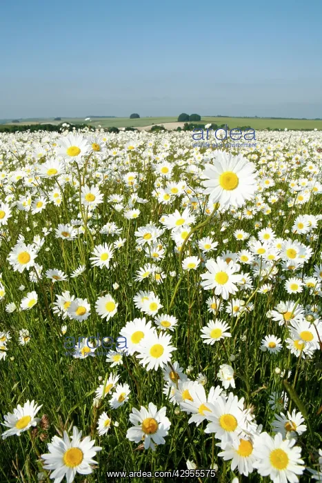 : Ox-Eye Daisies - every one of this huge mass of : Ox-Eye Daisies - every one of this huge mass of