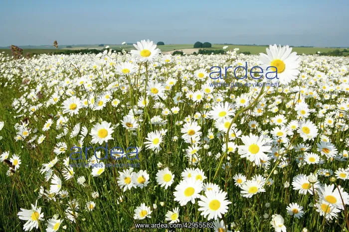 : Ox-Eye Daisies - every one of this huge mass of : Ox-Eye Daisies - every one of this huge mass of