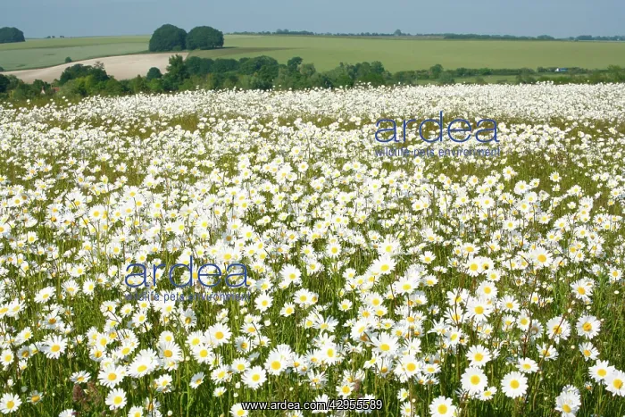 : Ox-Eye Daisies - every one of this huge mass of : Ox-Eye Daisies - every one of this huge mass of