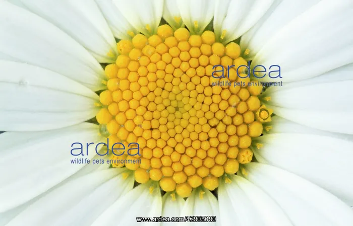 : Ox-Eye DAISY - Detailed study of flower : Ox-Eye DAISY - Detailed study of flower
