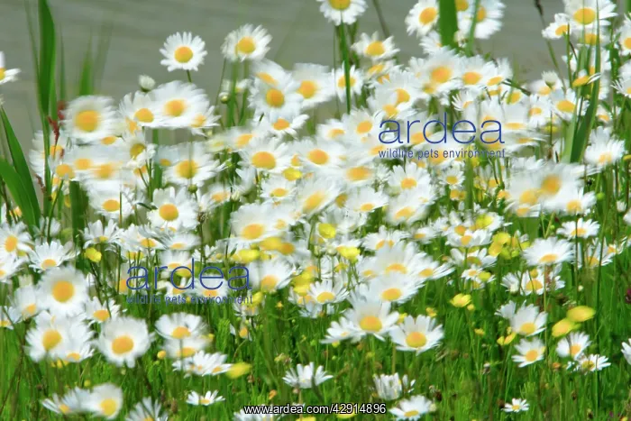 : Ox-Eye Daisy - flowers blowing in wind : Ox-Eye Daisy - flowers blowing in wind