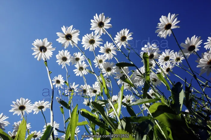 : Ox Eye Daisy - flowers against a blue sky : Ox Eye Daisy - flowers against a blue sky