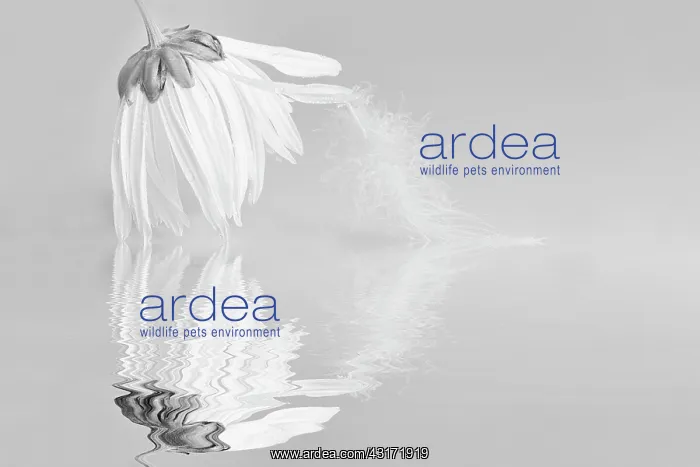 : Ox-eye daisy, Leucanthemum vulgare, black & white with a fea : Ox-eye daisy, Leucanthemum vulgare, black & white with a fea