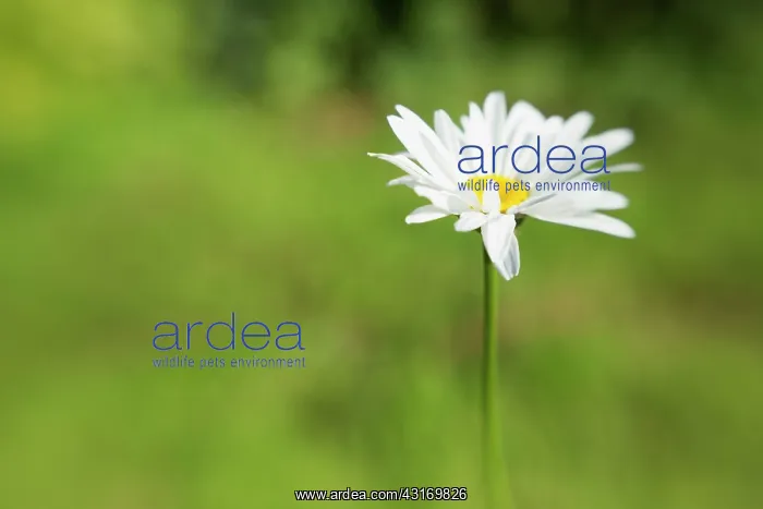 : Ox-eye daisy, Leucanthemum vulgare in a soft focus green bac : Ox-eye daisy, Leucanthemum vulgare in a soft focus green bac