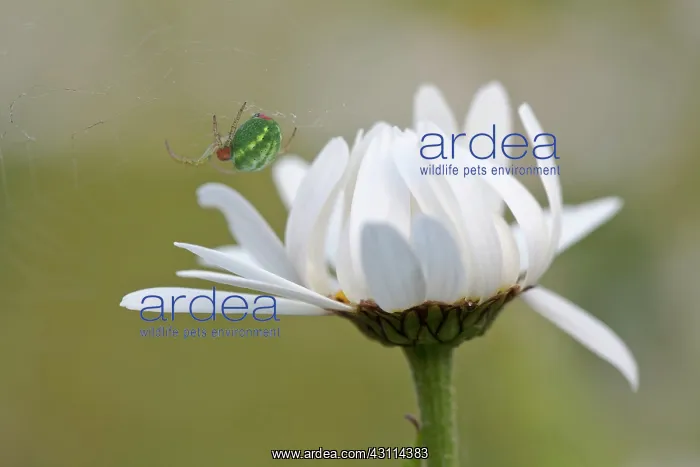  : Ox-eye daisy, Leucanthemum vulgare, Side view of