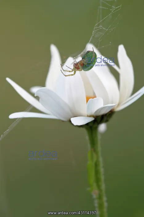 : Ox-eye daisy, Leucanthemum vulgare, Side view of : Ox-eye daisy, Leucanthemum vulgare, Side view of