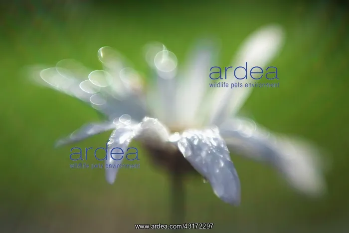 : Ox-eye daisy, Leucanthemum x superbum Becky, single flower : Ox-eye daisy, Leucanthemum x superbum Becky, single flower