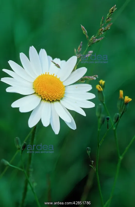 : Ox-eye DAISY / Marguerite : Ox-eye DAISY / Marguerite