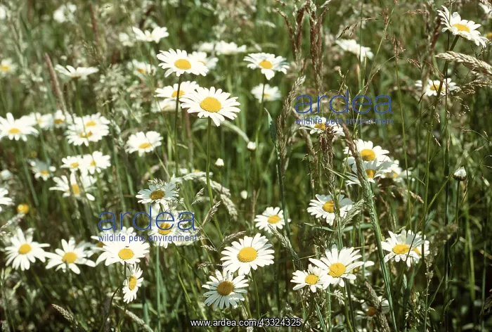 : Ox-eye DAISY / Marguerite - in flower : Ox-eye DAISY / Marguerite - in flower