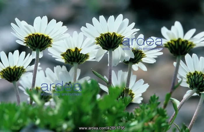 : Ox-eye DAISY / Marguerite - in group : Ox-eye DAISY / Marguerite - in group