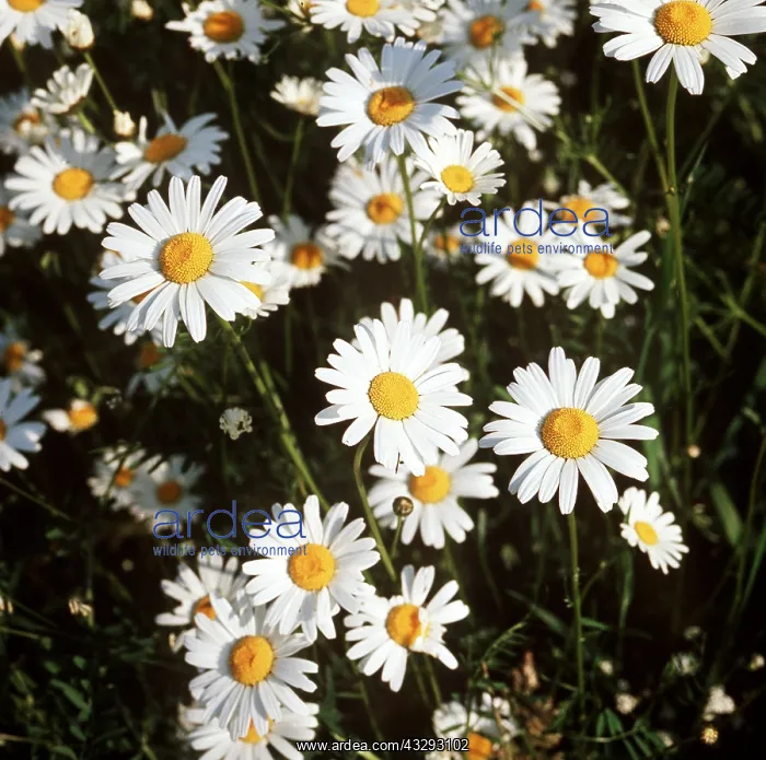 : Ox-eye DAISY / Marguerite - group in flower : Ox-eye DAISY / Marguerite - group in flower