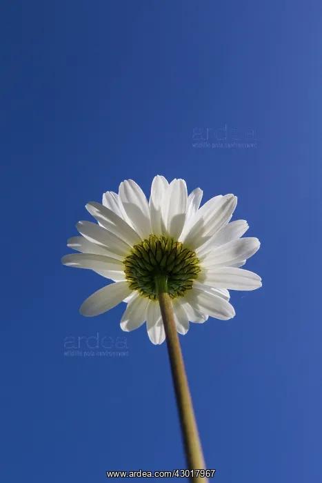 : Ox-eye Daisy / Moon Daisy flower seen against a blue sky : Ox-eye Daisy / Moon Daisy flower seen against a blue sky