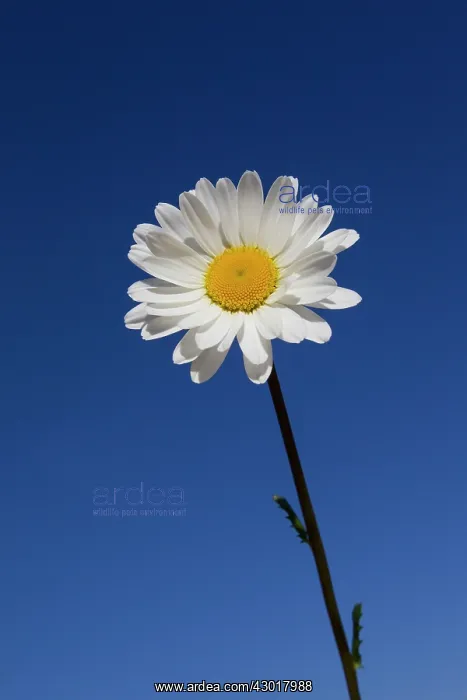 : Ox-eye Daisy / Moon Daisy flower seen against a blue sky : Ox-eye Daisy / Moon Daisy flower seen against a blue sky