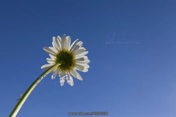 : Ox-eye Daisy / Moon Daisy flower seen against a blue sky : Ox-eye Daisy / Moon Daisy flower seen against a blue sky