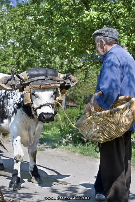 : Ox harnessed to a hay cart Alsace Ecomuseum : Ox harnessed to a hay cart Alsace Ecomuseum