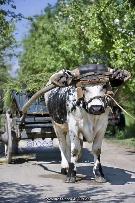 : Ox harnessed to a hay cart Alsace Ecomuseum : Ox harnessed to a hay cart Alsace Ecomuseum
