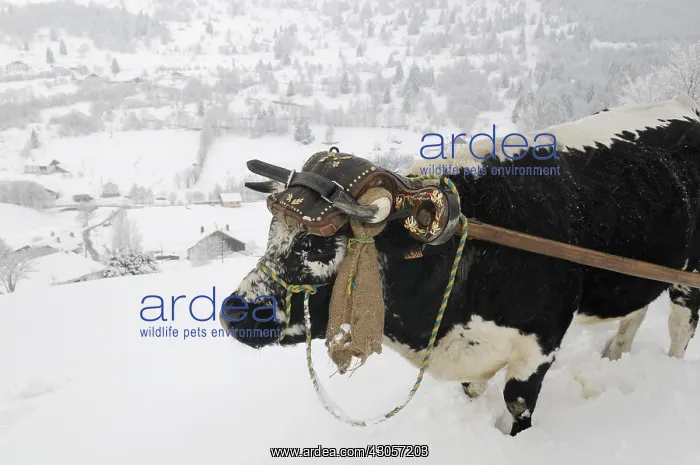 : Ox from Vosges pulling a sledge Vosges France : Ox from Vosges pulling a sledge Vosges France