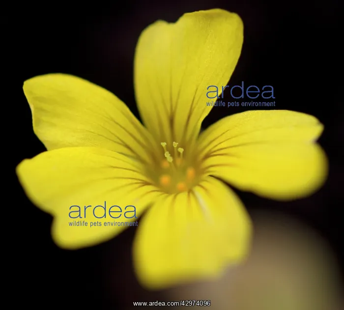 : Oxalis, Oxalis siliquosa Sunset Velvet : Oxalis, Oxalis siliquosa Sunset Velvet