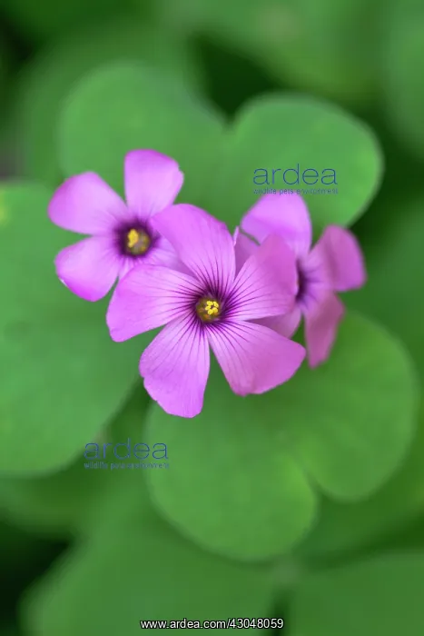 : Oxalis corymbosa, Pink wood sorrel, cluster of three flowers against green : Oxalis corymbosa, Pink wood sorrel, cluster of three flowers against green