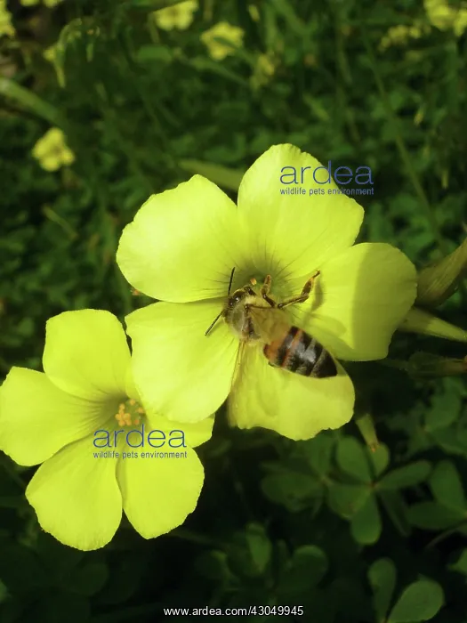 : Oxalis, Oxalis- : Oxalis, Oxalis-