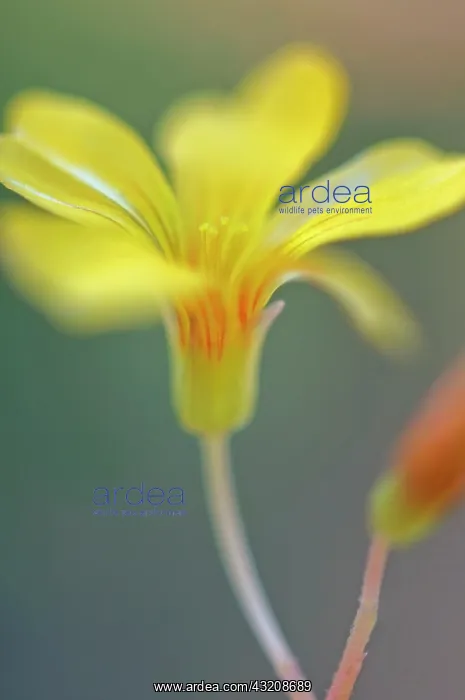 : Oxalis, Oxalis siliquosa Sunset Velvet : Oxalis, Oxalis siliquosa Sunset Velvet