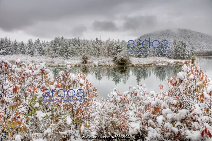 : Oxbow Bend with Autumn (Fall) colour : Oxbow Bend with Autumn (Fall) colour