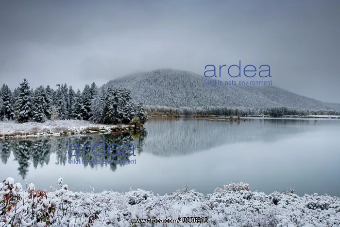 : Oxbow Bend with Autumn (Fall) colour and early snow : Oxbow Bend with Autumn (Fall) colour and early snow