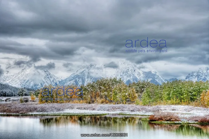: Oxbow Bend with Autumn (Fall) colour and early snow : Oxbow Bend with Autumn (Fall) colour and early snow