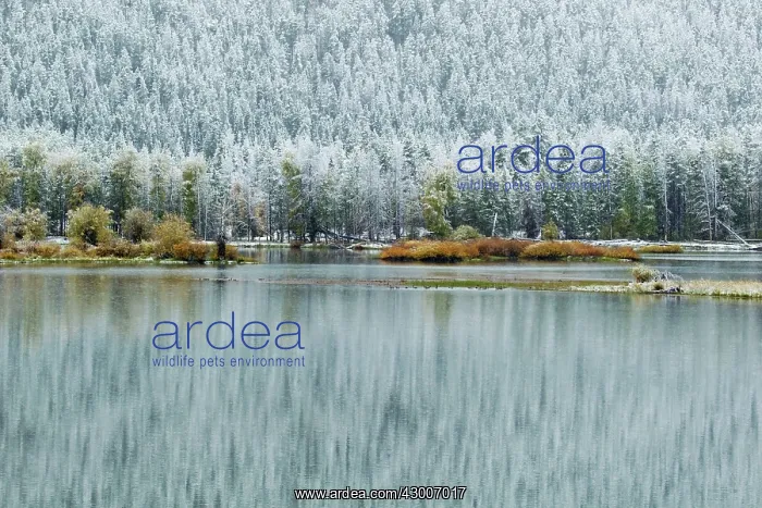  : Oxbow Bend autumn (Fall) colour and early snowGrand