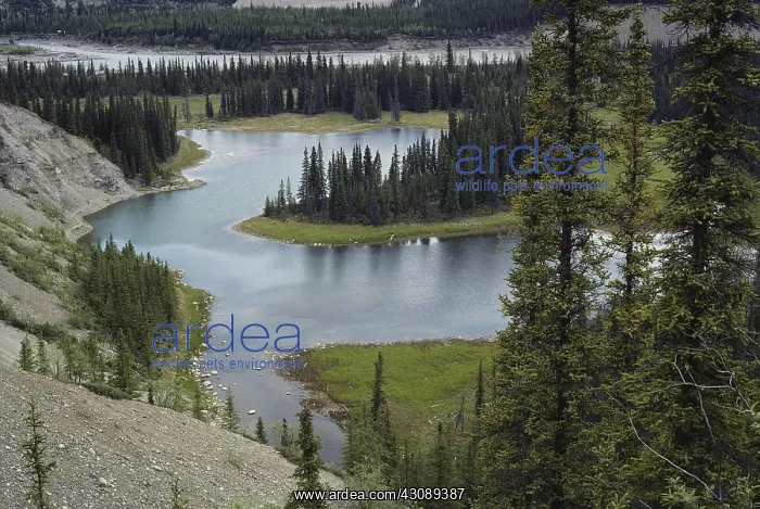 : Oxbow Lake in Alaska : Oxbow Lake in Alaska