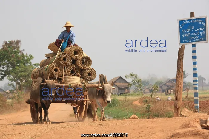 : Oxcart carrying bamboo mats Burma : Oxcart carrying bamboo mats Burma
