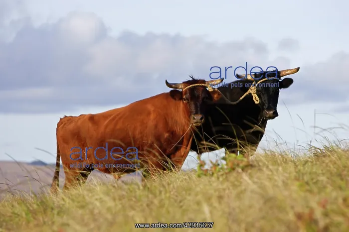  : Oxen on slope of Rano Kau volcano. Easter Island