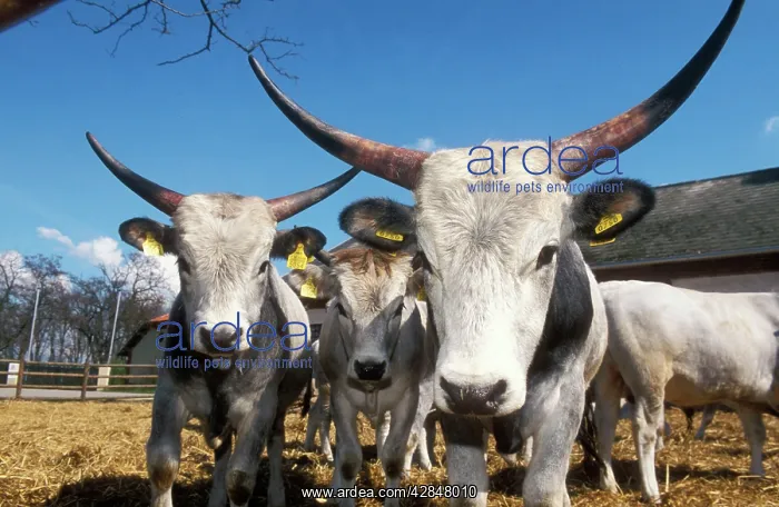 : OXEN - of the Steppe : OXEN - of the Steppe
