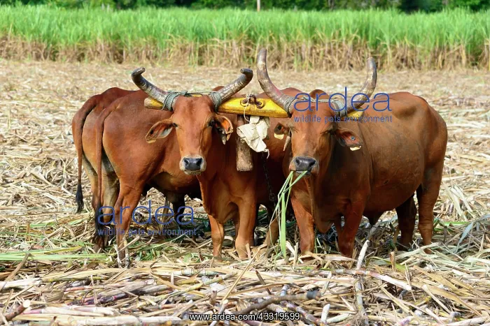 : Oxen, sugar cane (Saccharum officinarum), sugar : Oxen, sugar cane (Saccharum officinarum), sugar