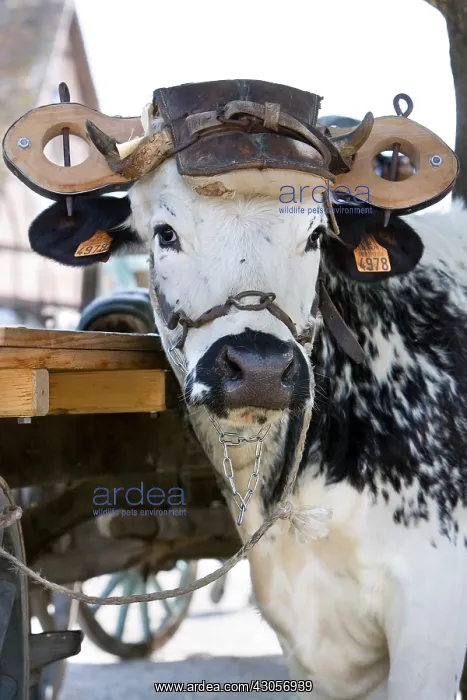 : Oxen yoked Ecomuseum Vosges Haute-Alsace France : Oxen yoked Ecomuseum Vosges Haute-Alsace France