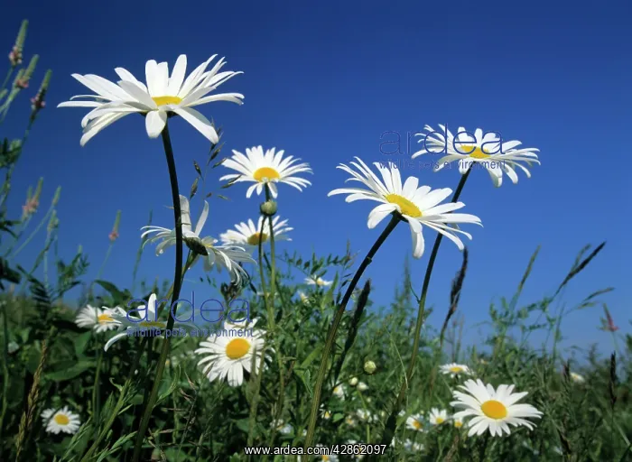: Oxeye daisies : Oxeye daisies