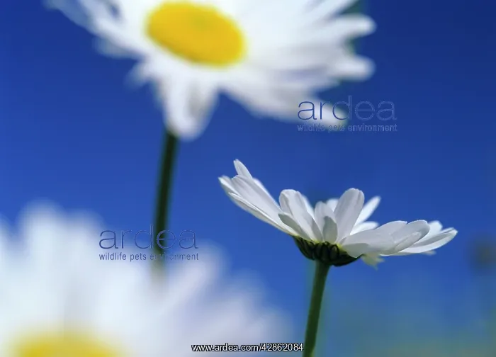 : Oxeye daisies - blossoms against blue sky : Oxeye daisies - blossoms against blue sky