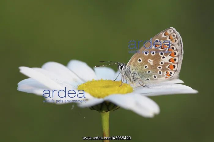 : Oxeye Daisy : Oxeye Daisy