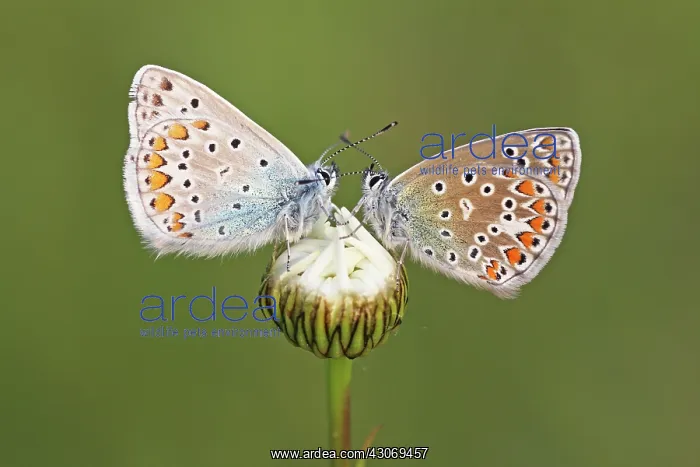 : Oxeye Daisy : Oxeye Daisy