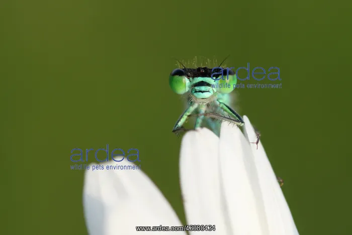 : Oxeye Daisy : Oxeye Daisy