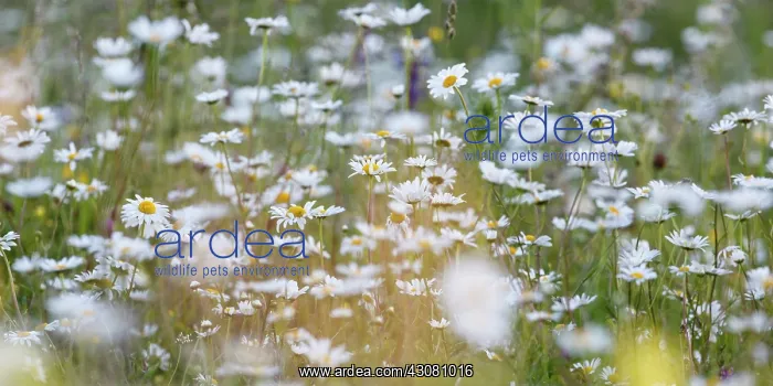 : Oxeye Daisy : Oxeye Daisy