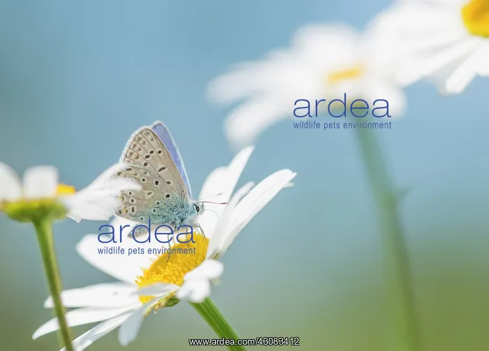 : Oxeye Daisy : Oxeye Daisy