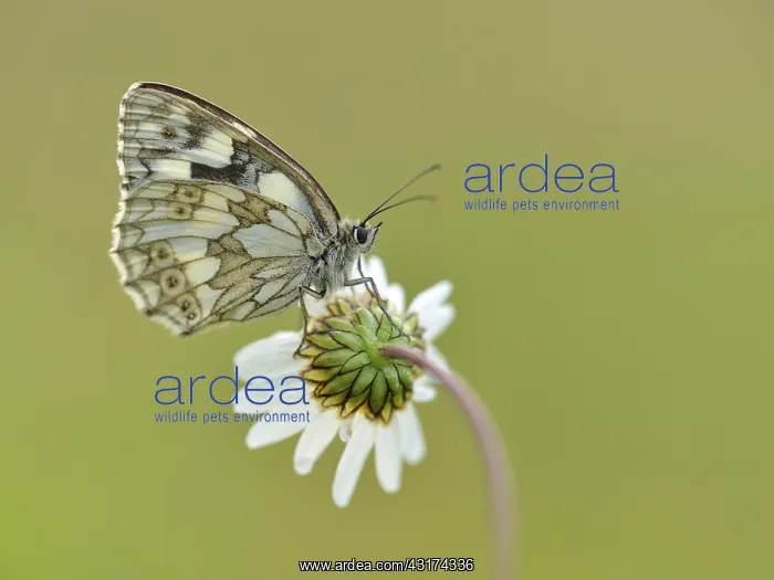 : Oxeye Daisy : Oxeye Daisy