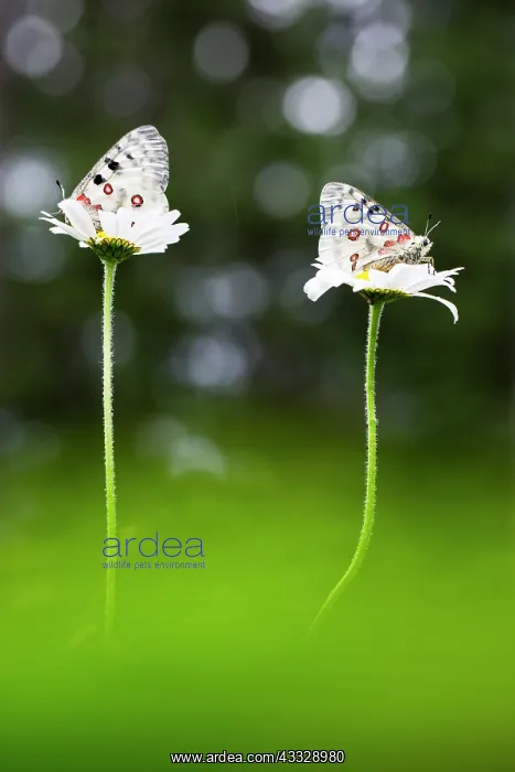 : Oxeye Daisy : Oxeye Daisy